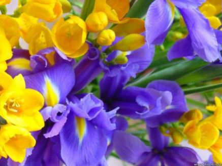yellow-and-purple-flowers-5c